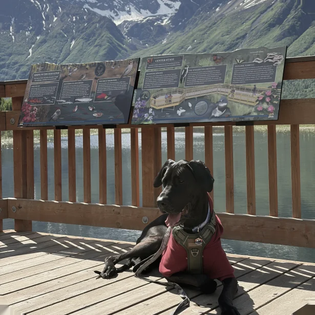 A black dog in a harness lying on a wooden boardwalk beside interpretive trail signs