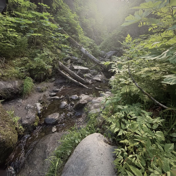 Sunlight falling through green birch and alder onto boulders in a steep forest ravine
